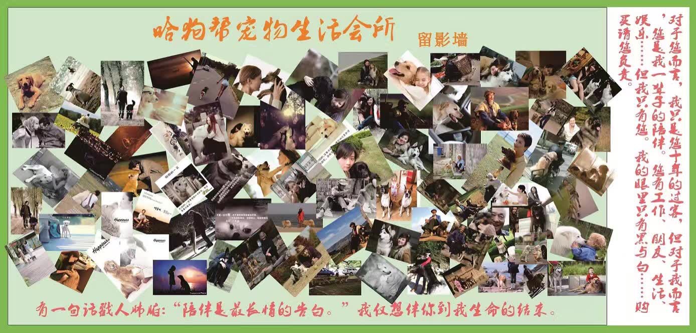 为什么狗市场的狗普遍都不活跃,为什么狗市场的狗那么便宜