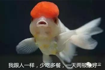 鱼吃了20分钟会撑死吗,鱼能撑死而饿不死什么原因