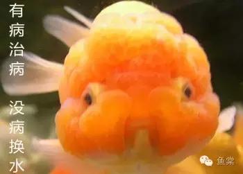 鱼吃了20分钟会撑死吗,鱼能撑死而饿不死什么原因