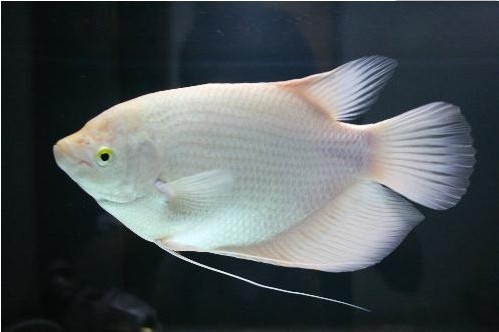 鱼吃了20分钟会撑死吗,鱼能撑死而饿不死什么原因