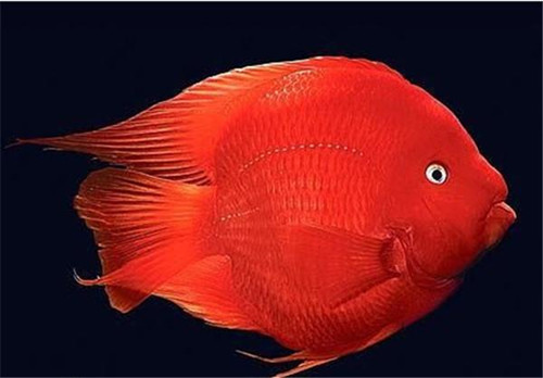 鱼吃了20分钟会撑死吗,鱼能撑死而饿不死什么原因