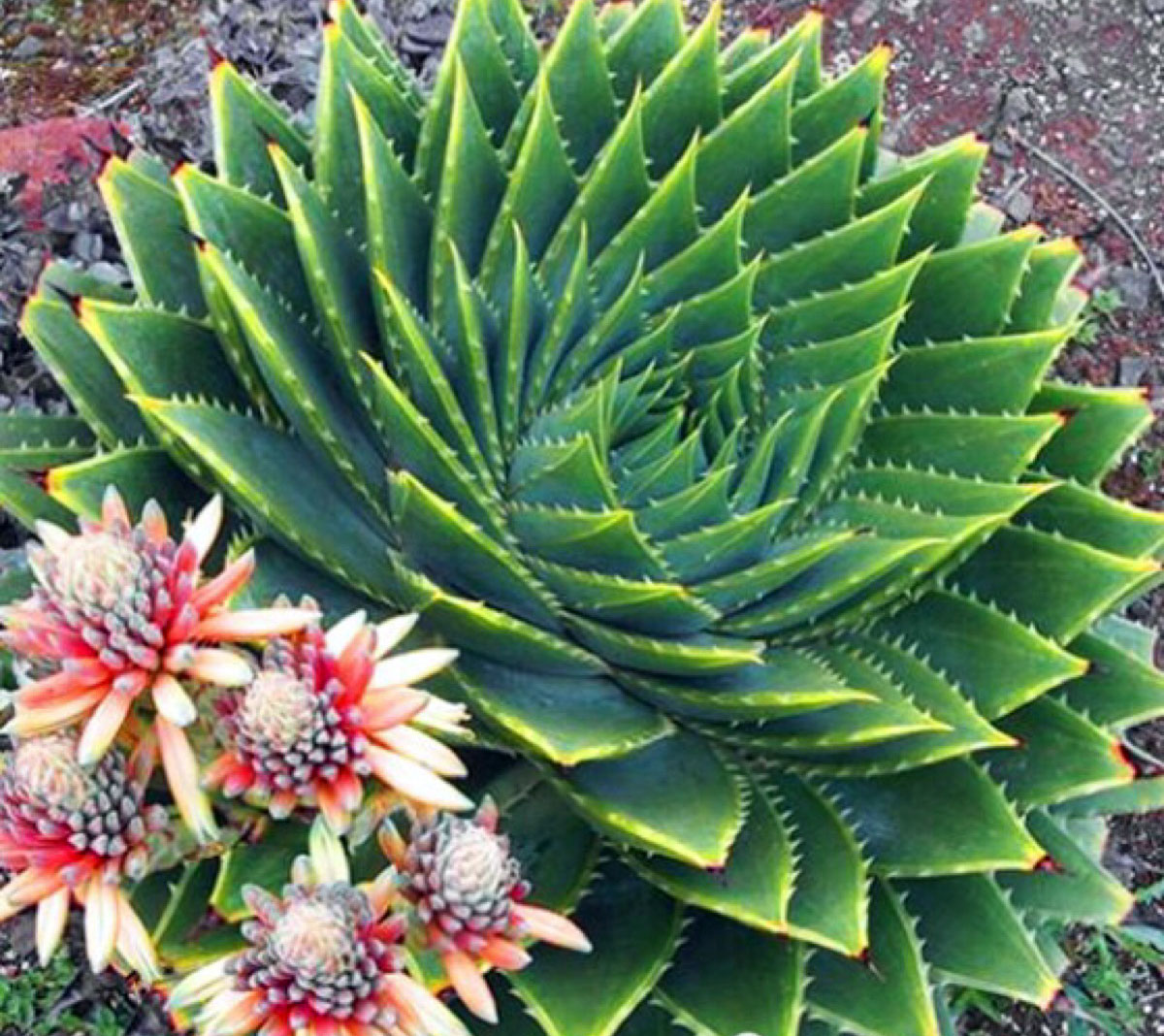 你见过哪些植物的根,芦荟的用处有哪些