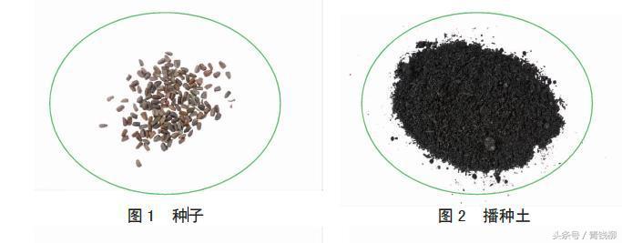 花卉种子怎样播种育苗,天竺葵种子怎样播种育苗