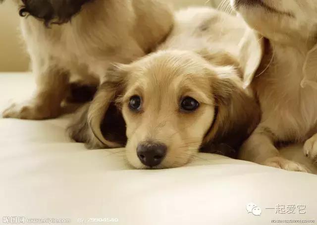 宠知识|狗狗来生理期了？作为家长的你知道吗？