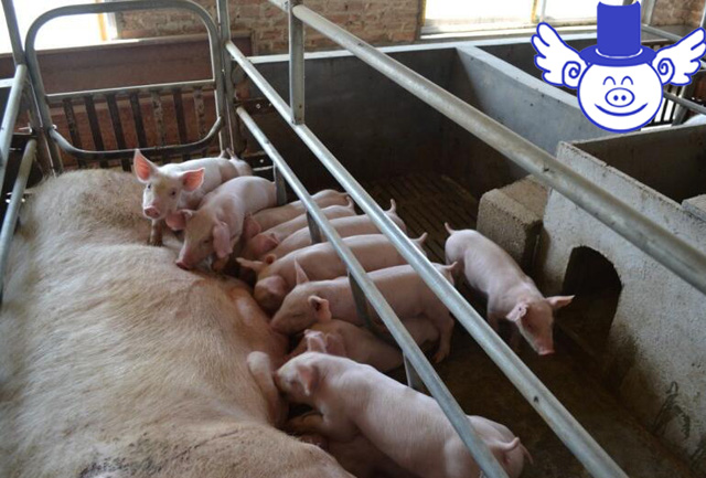 母猪如何预防产后仔猪水样拉稀,仔猪拉稀给母猪打土霉素可以吗