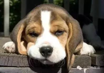 狗狗咳咳咳好像卡喉咙似的怎么办,14岁的狗狗成天咳是什么原因