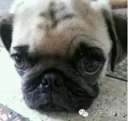 狗狗咳咳咳好像卡喉咙似的怎么办,14岁的狗狗成天咳是什么原因