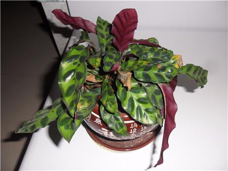 猫眼竹芋水养改土养方法的诀窍,猫眼竹芋叶子枯死了怎么办