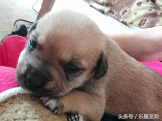 把小狗送人狗妈妈一直哼哼怎么办,母狗带小宝拉稀怎么办