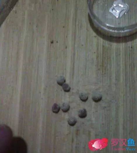 罗汉鱼常备用药,罗汉鱼药饵用什么药好
