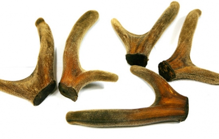 白鹿茸功效好还是血鹿茸功效好,鹿茸的功效与作用鹿茸多少钱一克