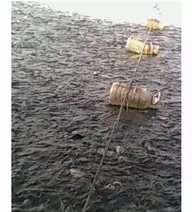 罗非鱼四川过冬的方法,浙江罗非鱼能过冬吗