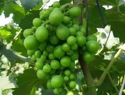 葡萄药害怎么解决,葡萄幼果药害