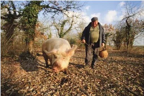 松露口味是什么特点,松露的味道为什么会让人终身难忘