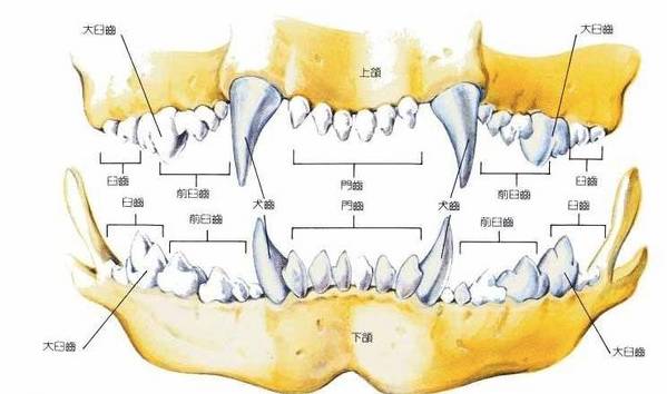 泰迪为什么会有两排牙呢,泰迪双排牙怎么办