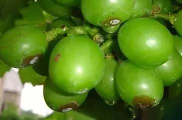 葡萄药害怎么解决,葡萄幼果药害