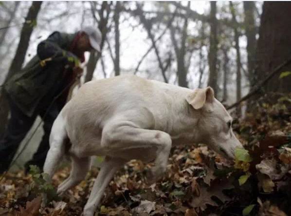 松露口味是什么特点,松露的味道为什么会让人终身难忘
