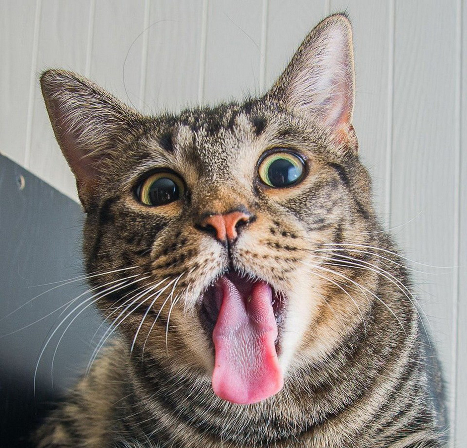 猫咪吃完猫薄荷后的表情,猫咪吃硬猫粮的奇怪表情