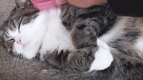 一靠近猫咪呼噜呼噜的响怎么回事,一靠近猫咪就发出呼噜呼噜的声音