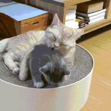 一靠近猫咪呼噜呼噜的响怎么回事,一靠近猫咪就发出呼噜呼噜的声音