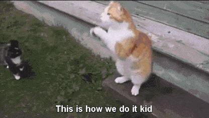 一靠近猫咪呼噜呼噜的响怎么回事,一靠近猫咪就发出呼噜呼噜的声音