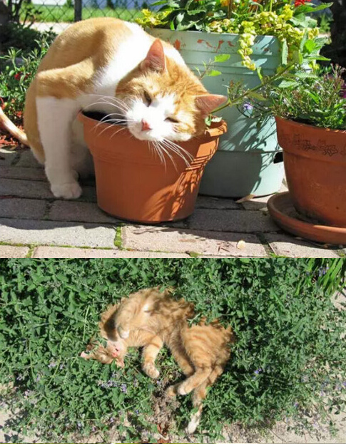 猫咪吃完猫薄荷后的表情,猫咪吃硬猫粮的奇怪表情