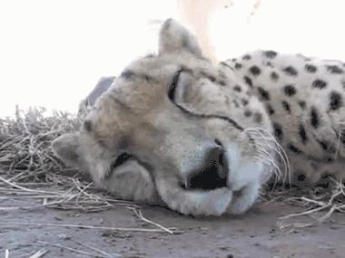 一靠近猫咪呼噜呼噜的响怎么回事,一靠近猫咪就发出呼噜呼噜的声音