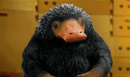 神奇火锅自助,神奇火锅日本