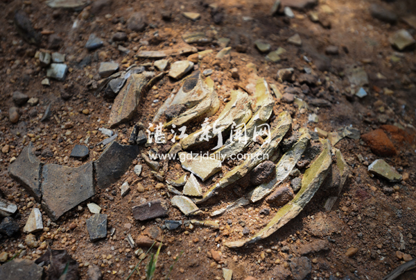 海洋湛江,湛江除胎记