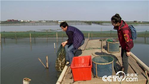 阳澄湖大闸蟹将军养殖基地,阳澄湖唯一的养蟹状元