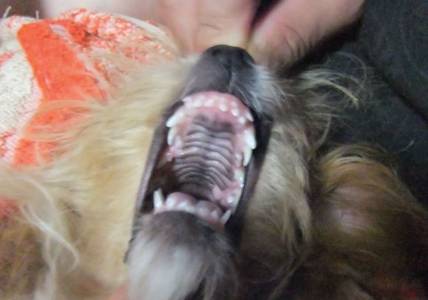 泰迪为什么会有两排牙呢,泰迪双排牙怎么办