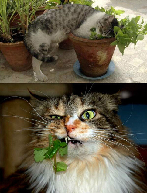 猫咪吃完猫薄荷后的表情,猫咪吃硬猫粮的奇怪表情