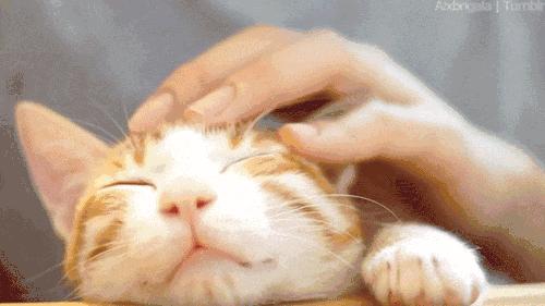一靠近猫咪呼噜呼噜的响怎么回事,一靠近猫咪就发出呼噜呼噜的声音