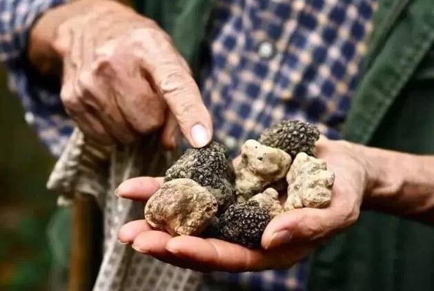 松露口味是什么特点,松露的味道为什么会让人终身难忘