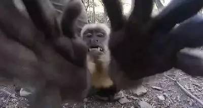 一加3t详细介绍,一加3t最新功能