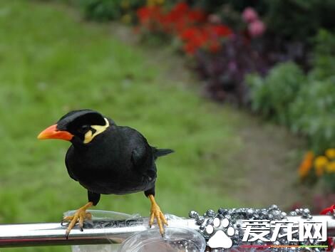 鹩哥日常喂什么,鹩哥鸟最爱吃什么