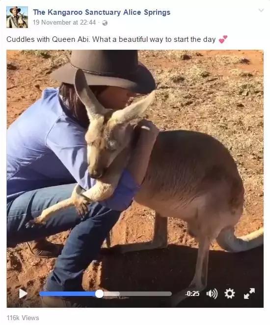 最懂得感恩的袋鼠，十年来每天拥抱救命恩人！袋鼠界的一股清流