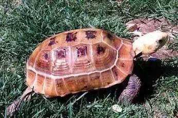 缅甸陆龟智商,缅甸陆龟政策