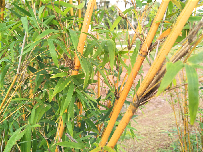 oppor9s的缺点和不够,oppor9s缺点和不够