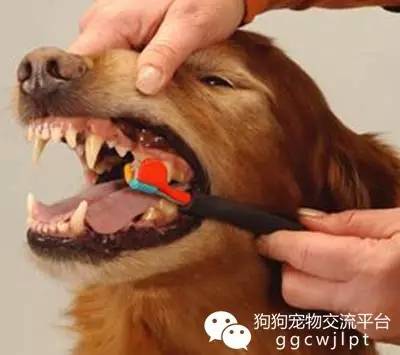 狗狗牙齿松动能不能自己拔,狗狗牙齿被撞松动了怎么办