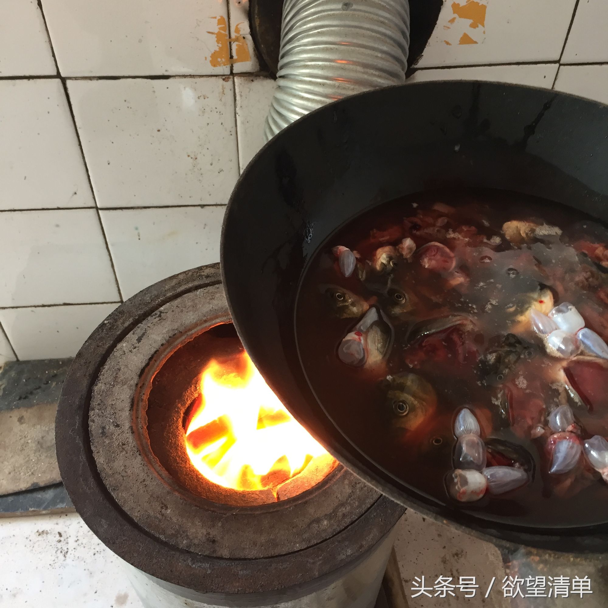 主人给刚出生的小狗喂大鱼吃,狗狗生了一窝小狗给妈妈炖鱼汤