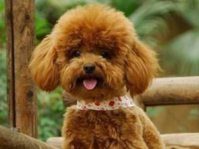 三个月泰迪可以喂干狗粮吗,泰迪不喂狗粮只喂饭可以吗