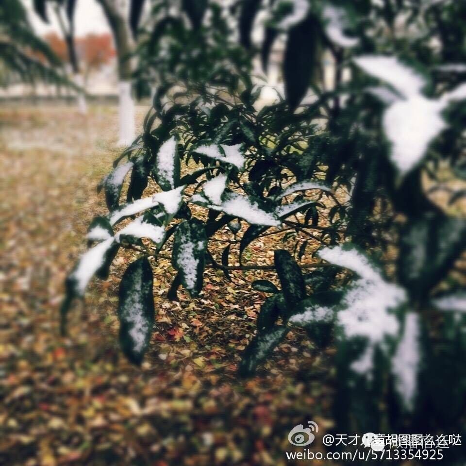 雪中宿迁，素颜都美到窒息！