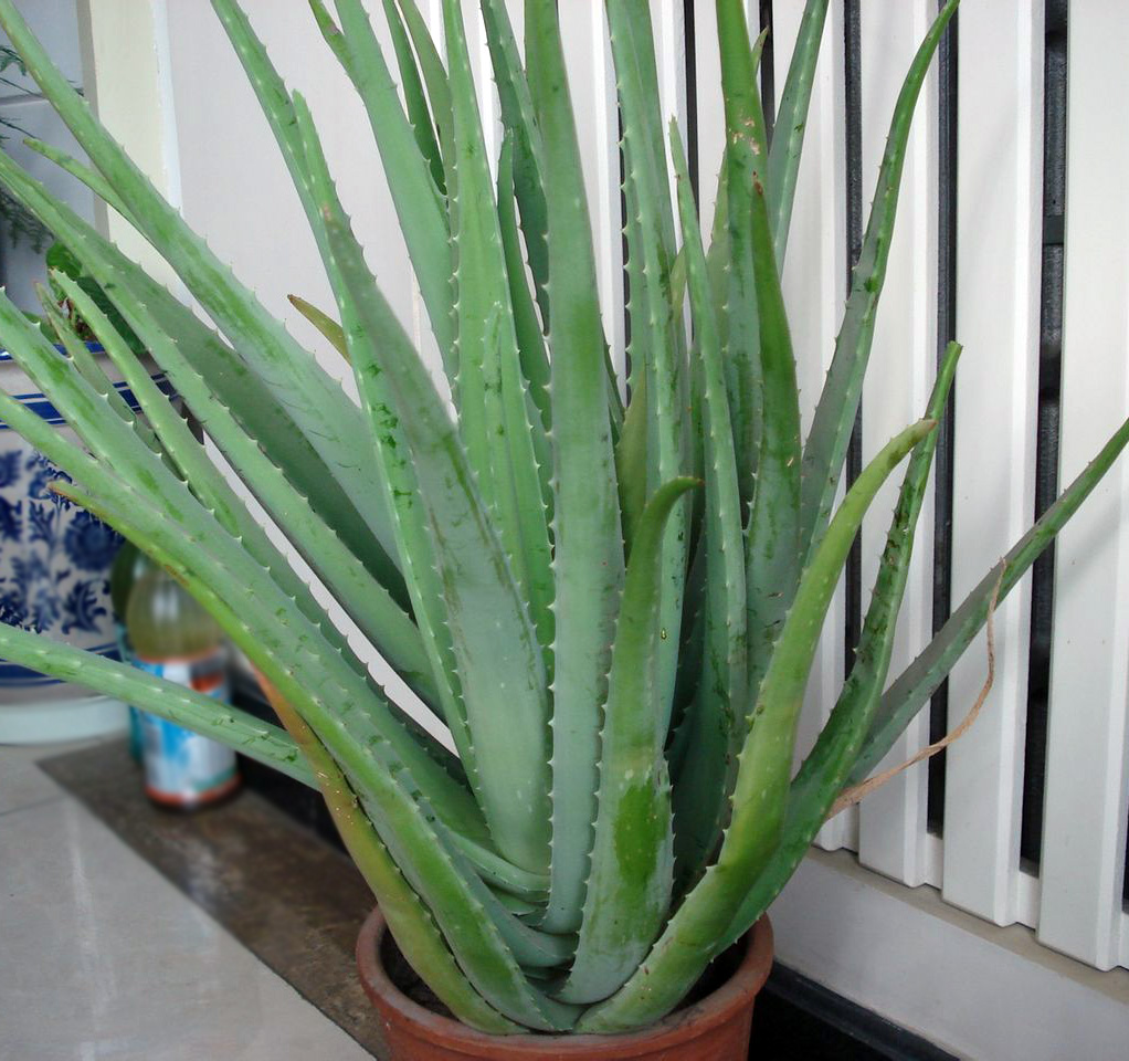 你见过哪些植物的根,芦荟的用处有哪些