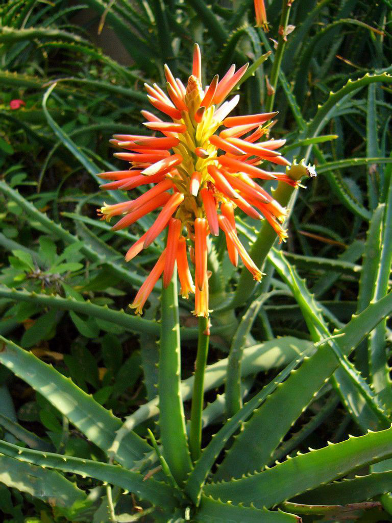 你见过哪些植物的根,芦荟的用处有哪些