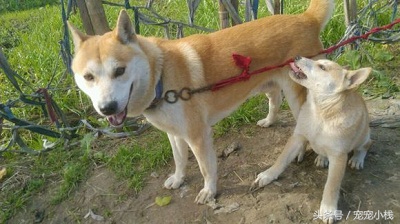 黄狗白面和柴犬对比,黄狗白面对比柴犬