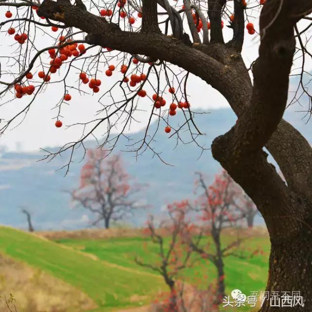 柿子冷落寒风里——稷山游子在深情回望