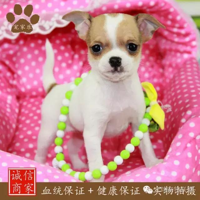 想知道你的狗换算成人的年龄有多大了吗？