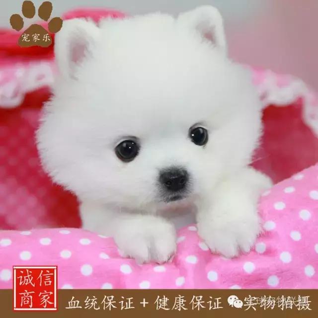 想知道你的狗换算成人的年龄有多大了吗？