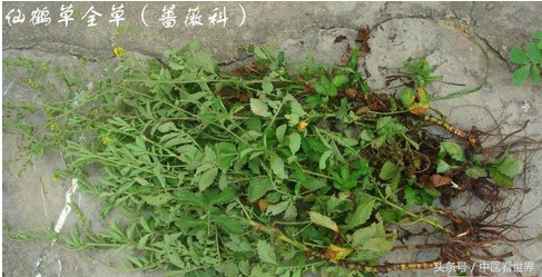 路边有什么草可以降血糖,路边不起眼的小草